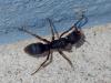 Pseudoneoponera rufipes